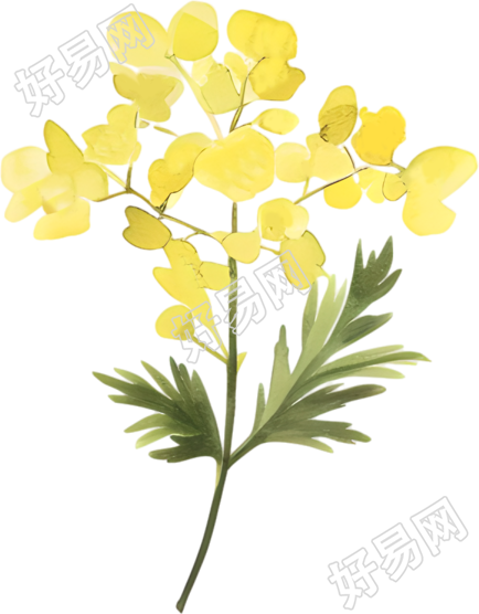 水彩油菜花装饰插画