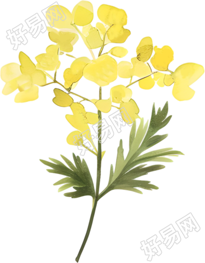 水彩油菜花装饰插画