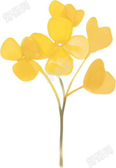 水彩油菜花装饰插图