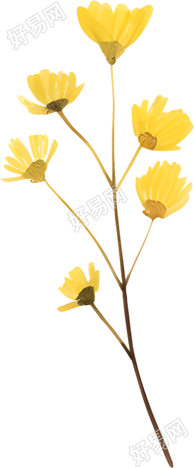 水彩小黄花装饰插画