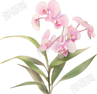 水彩蝴蝶兰素材