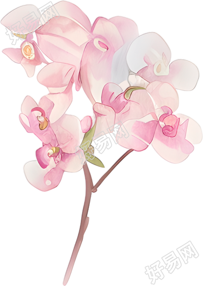 水彩蝴蝶兰插画