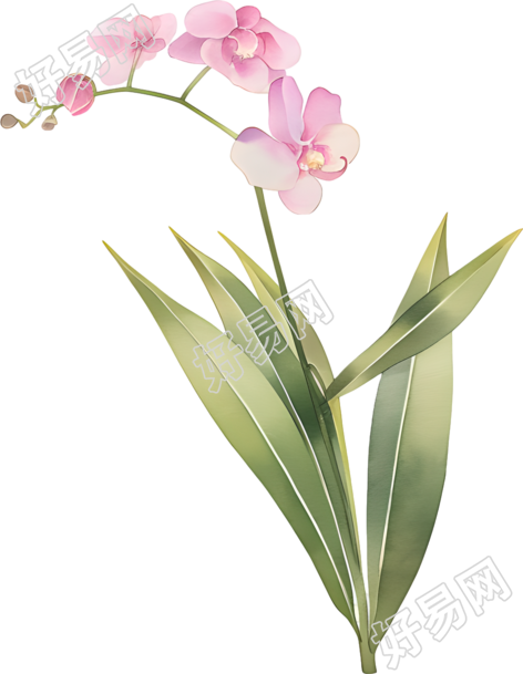 水彩蝴蝶兰装饰素材