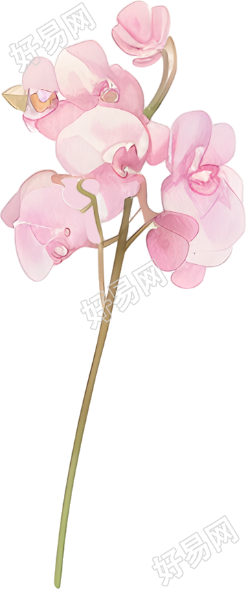 水彩蝴蝶兰装饰插画