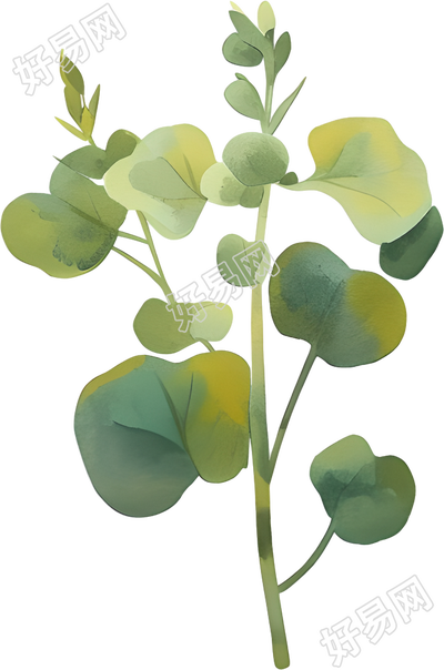 水彩植物商用插图
