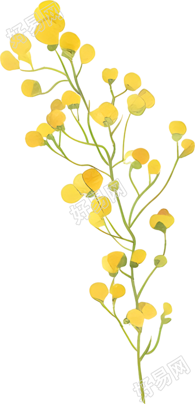 水彩小黄花创意插图