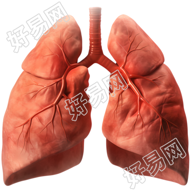 健康肺部插画