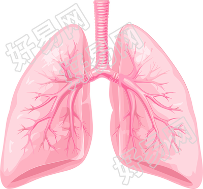 肺图标插画