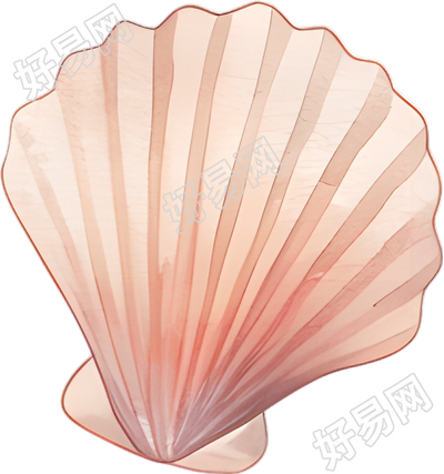水彩扇贝插图