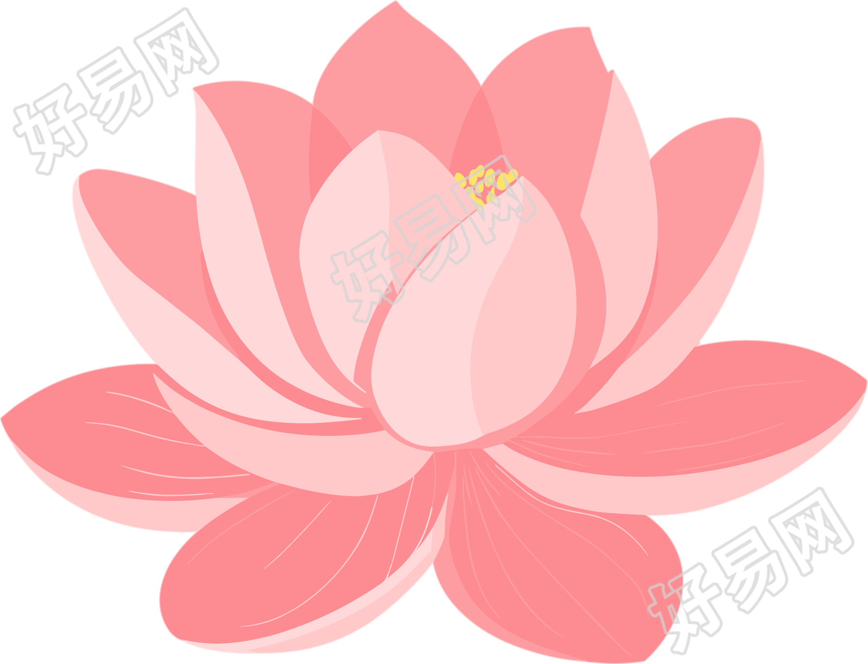 粉色莲花商用素材