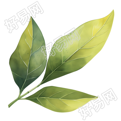 水彩植物设计元素