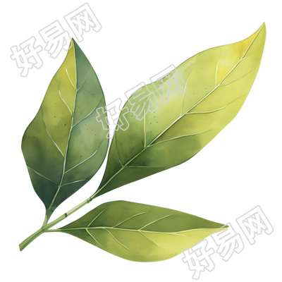 水彩植物设计元素