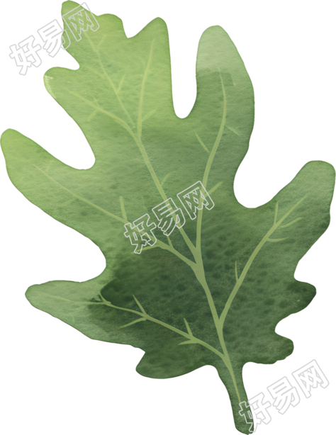 水彩植物设计素材
