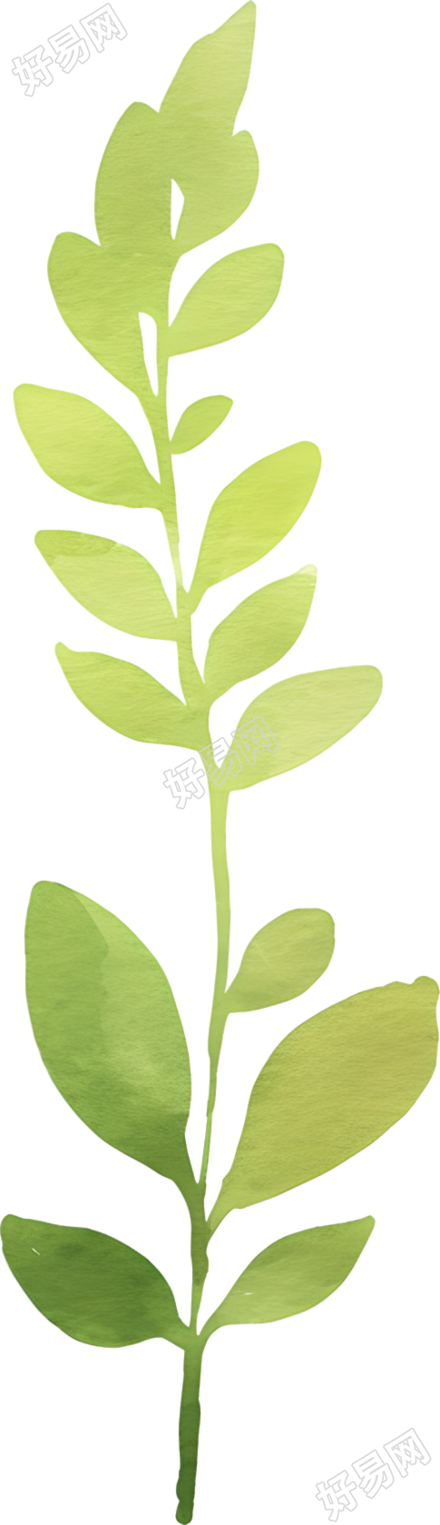 水彩植物树叶元素