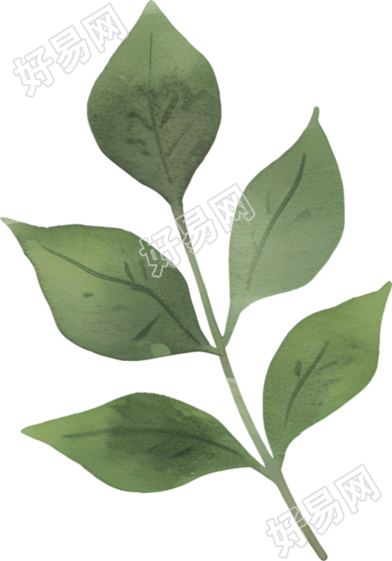 水彩植物树叶插图