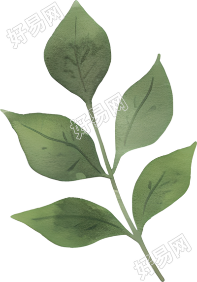 水彩植物树叶插图