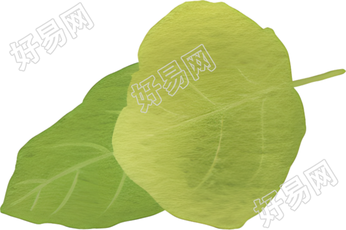 水彩植物叶子素材