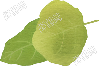 水彩植物叶子素材