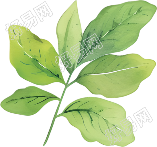 水彩植物叶子插图