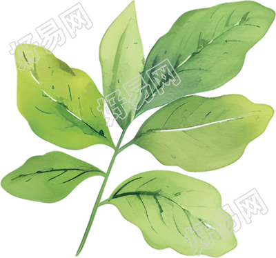 水彩植物叶子插图