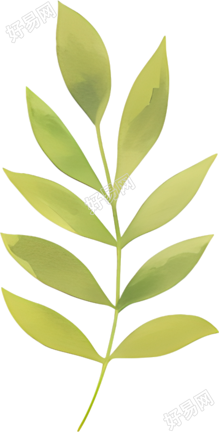 水彩植物叶片插画