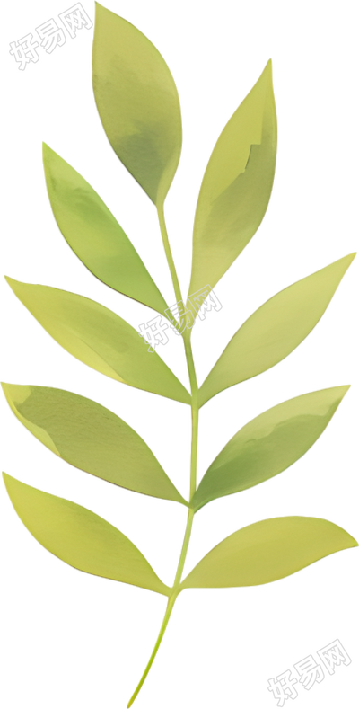 水彩植物叶片插画