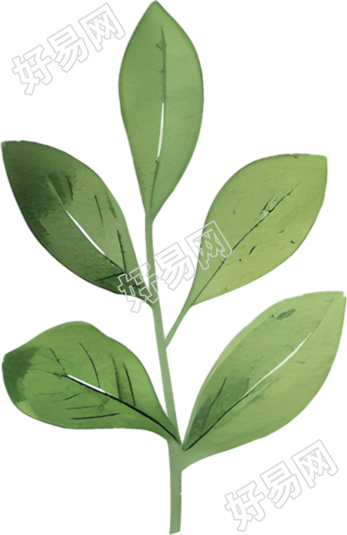 水彩植物叶片插图