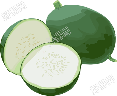 冬瓜透明背景插画