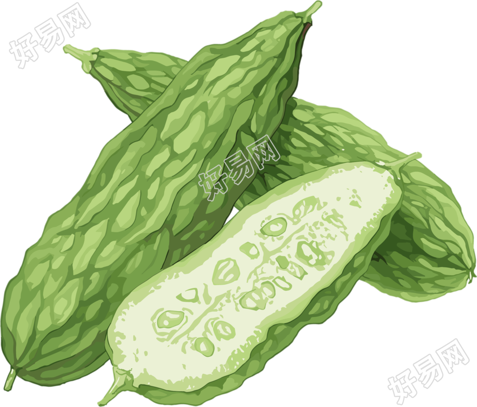 苦瓜可商用插画