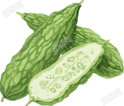 苦瓜可商用插画