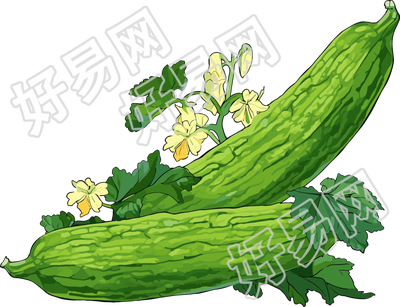 苦瓜高清插画