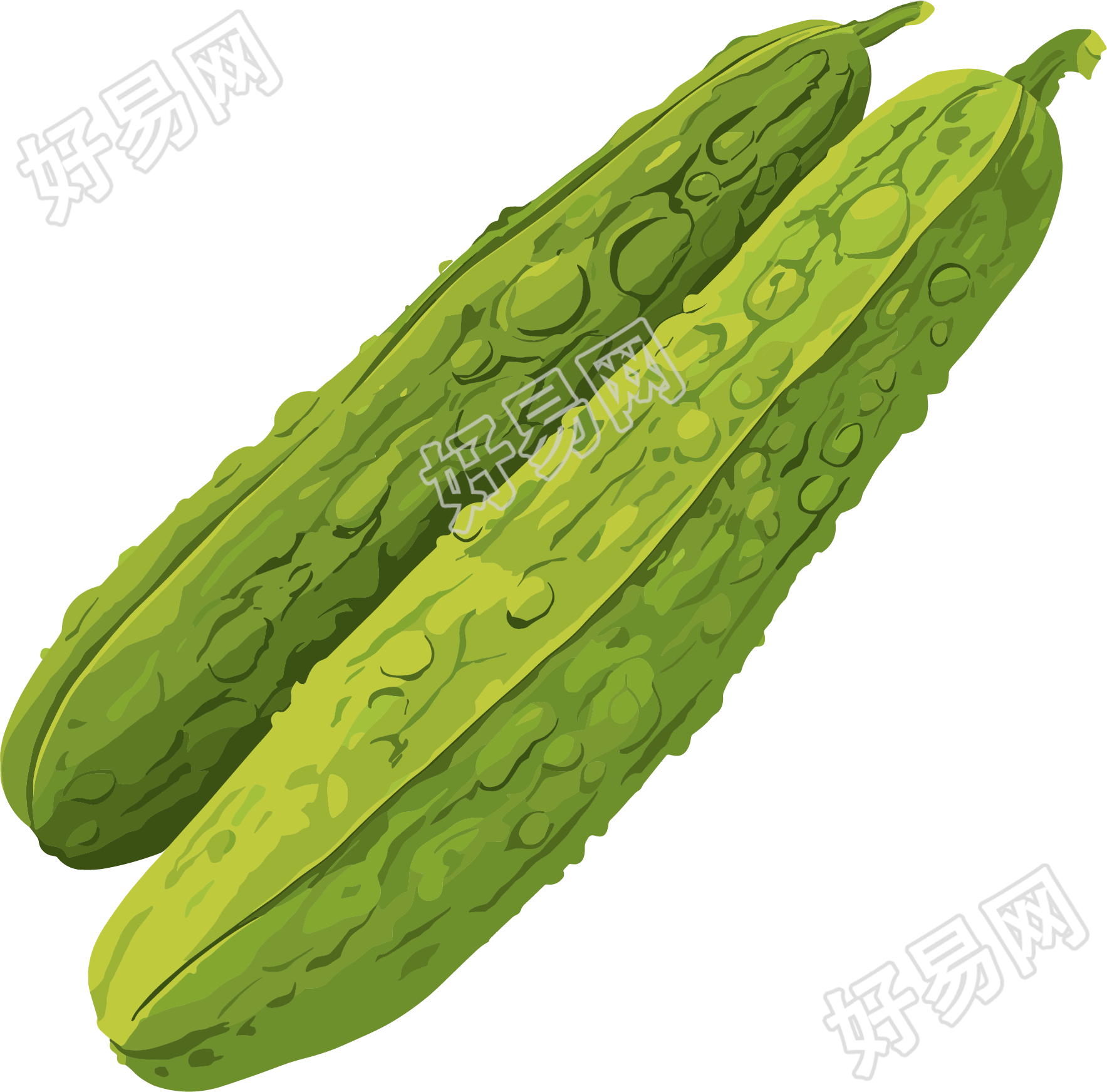 苦瓜小清新插画
