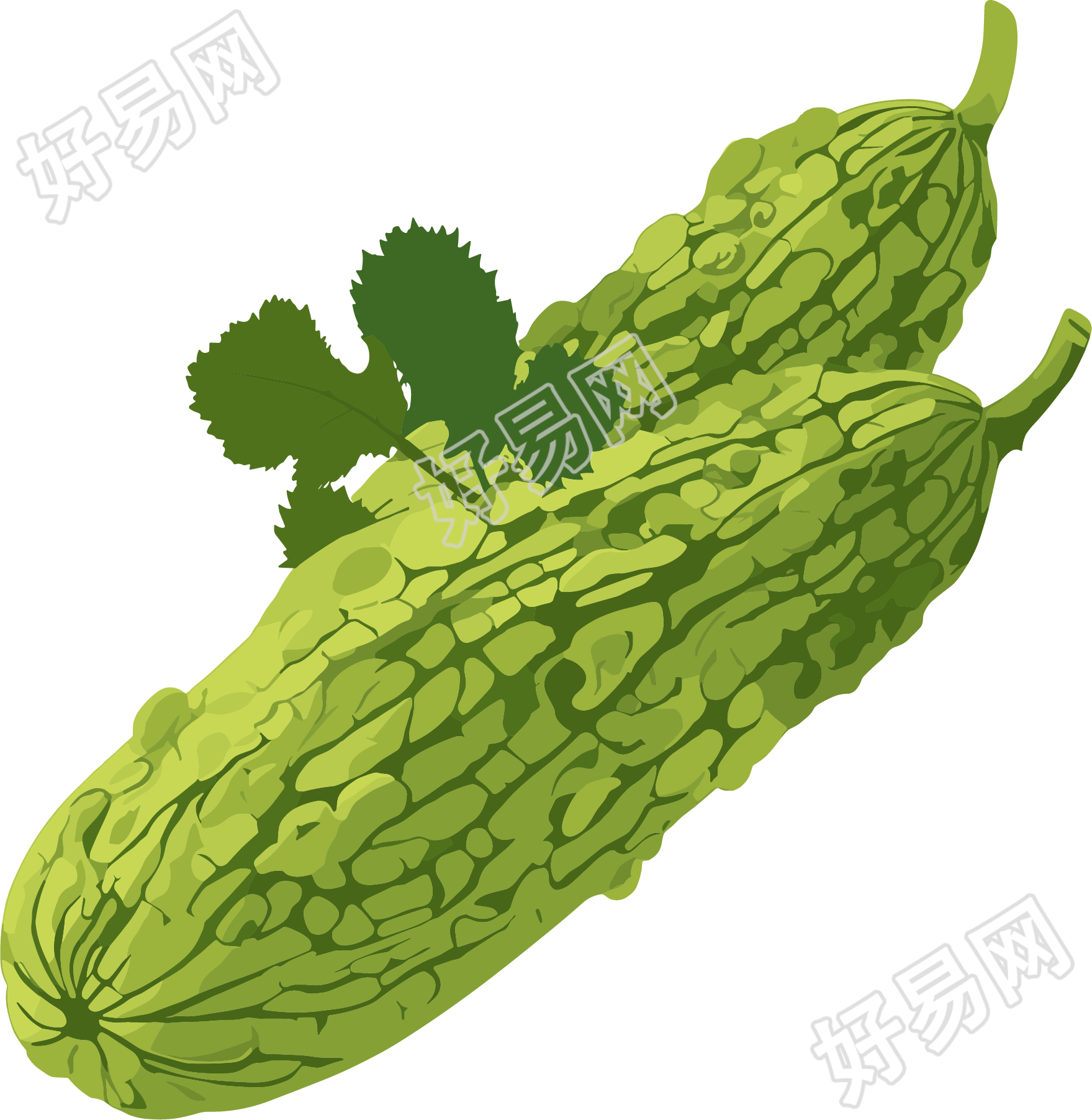 苦瓜高清素材