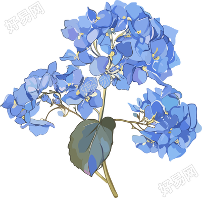 水彩绣球花元素