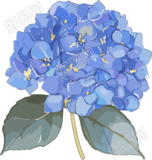水彩绣球花素材