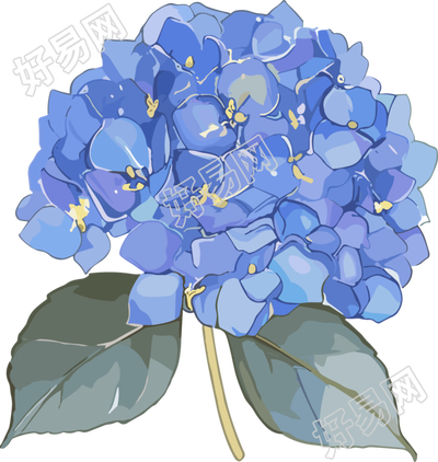 水彩绣球花素材