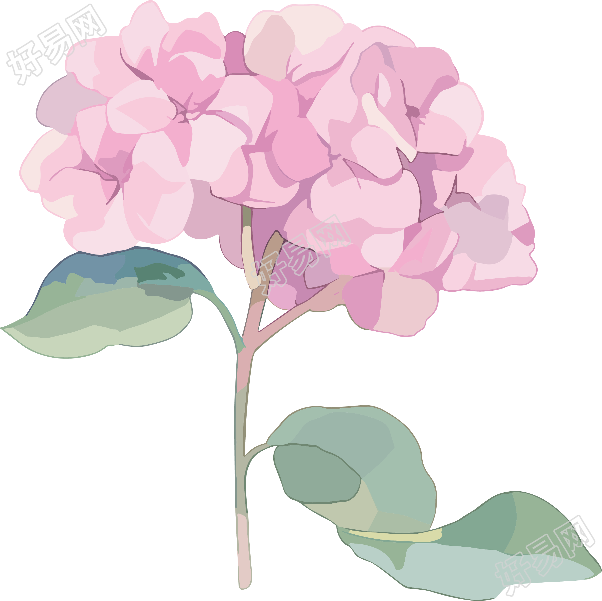 水彩绣球花插画