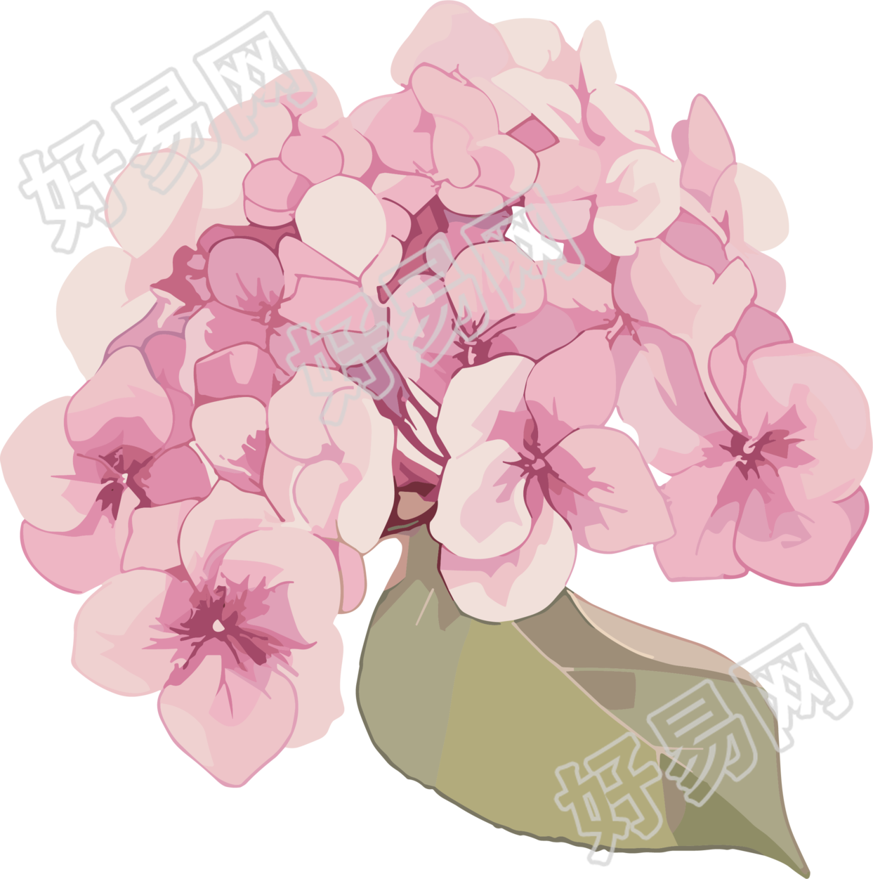 水彩绣球花插图