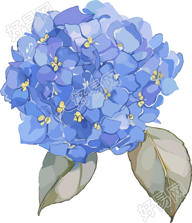 水彩绣球花装饰插画