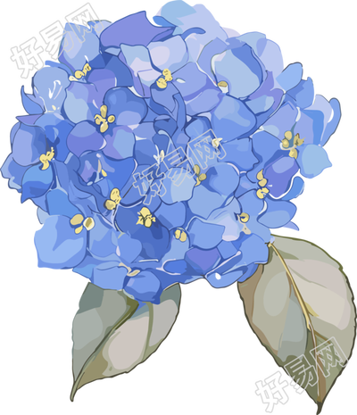水彩绣球花装饰插画