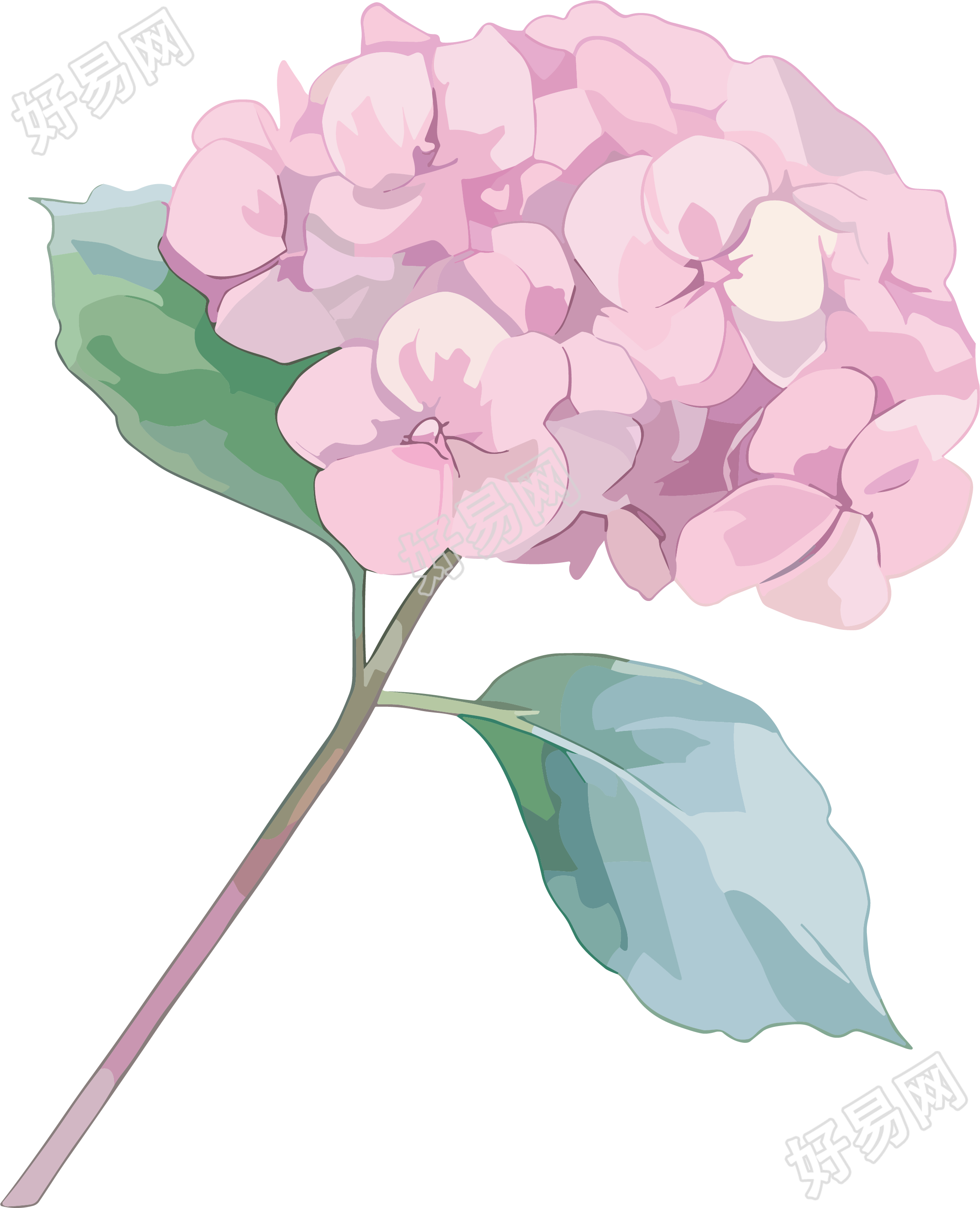 水彩绣球花装饰插图