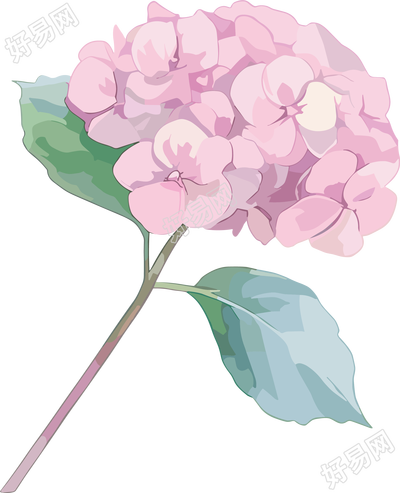 水彩绣球花装饰插图