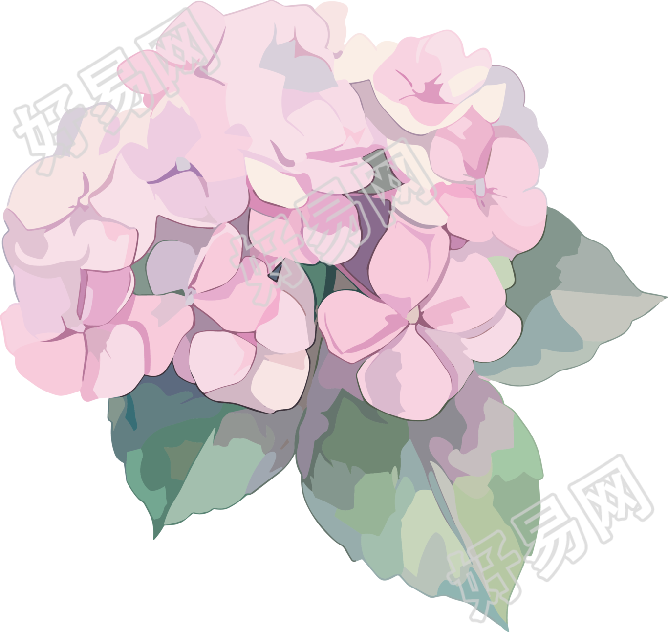 水彩绣球花透明背景素材
