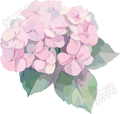 水彩绣球花透明背景素材