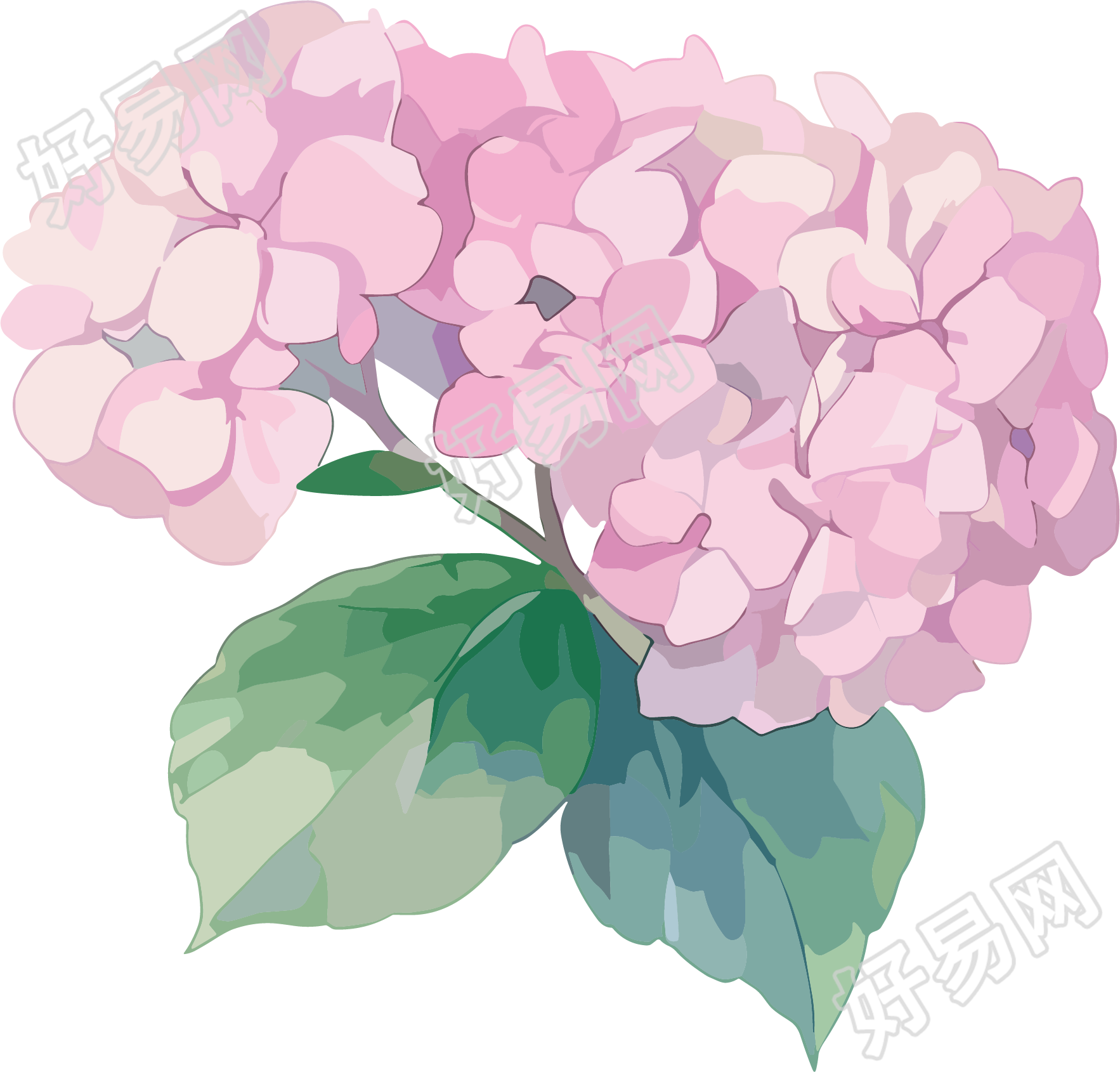 水彩绣球花精美插图