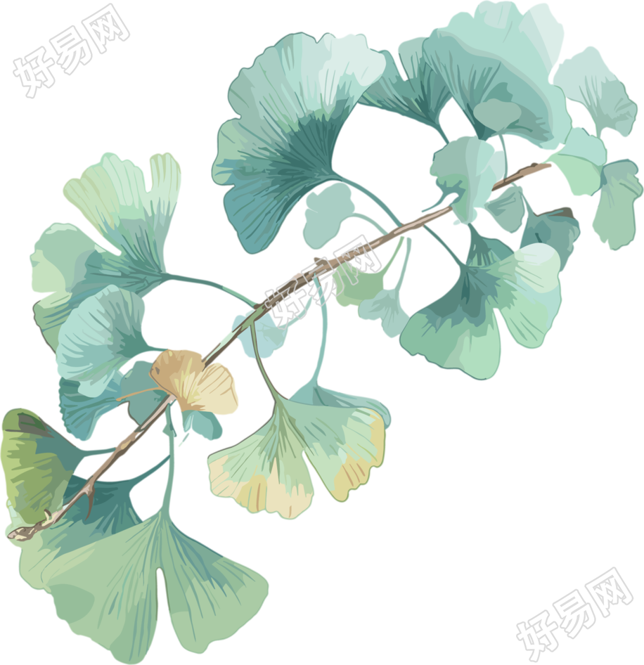 水彩银杏叶高清质量插图
