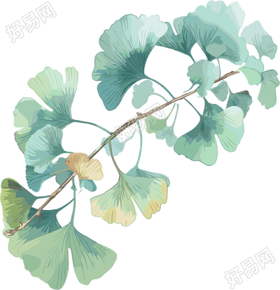 水彩银杏叶高清质量插图