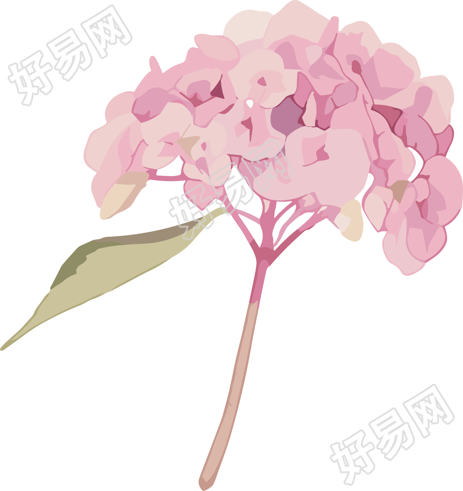 水彩绣球花PNG粉色插画
