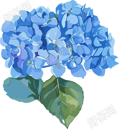 水彩绣球花商业设计元素