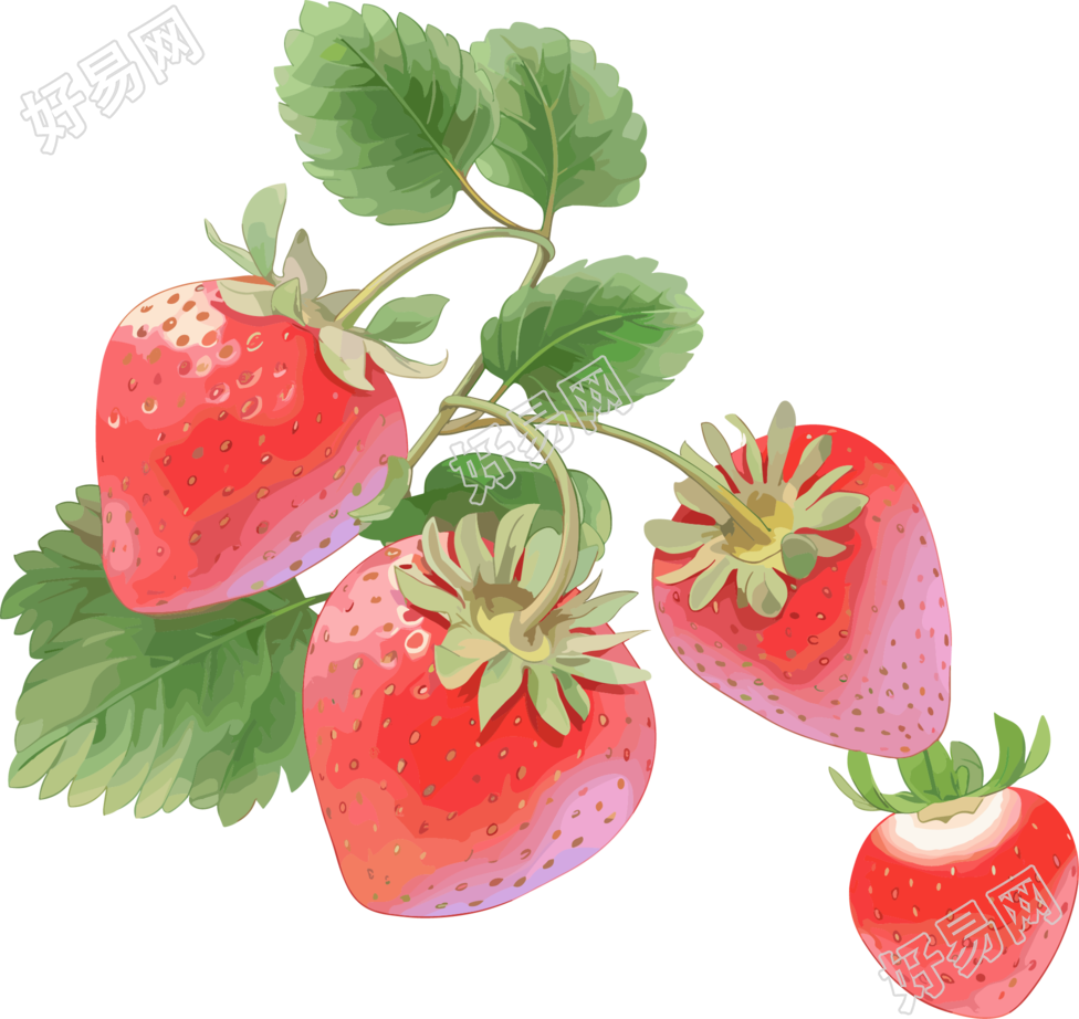 草莓水彩插画